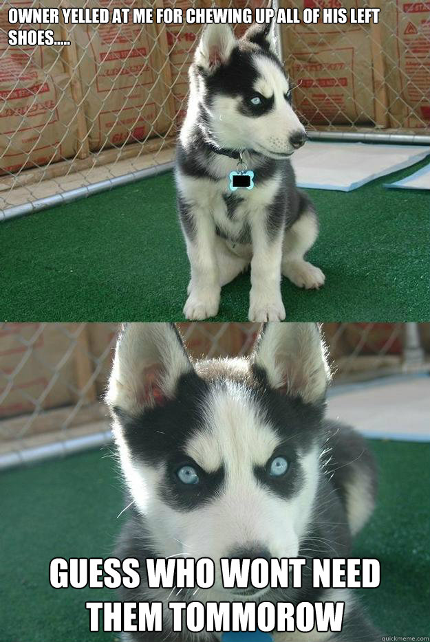 Owner yelled at me for chewing up all of his left shoes..... guess who wont need them tommorow  Insanity puppy