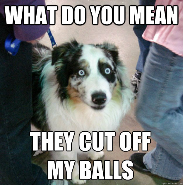 what do you mean they cut off
my balls - what do you mean they cut off
my balls  Horribly Surprised Dog