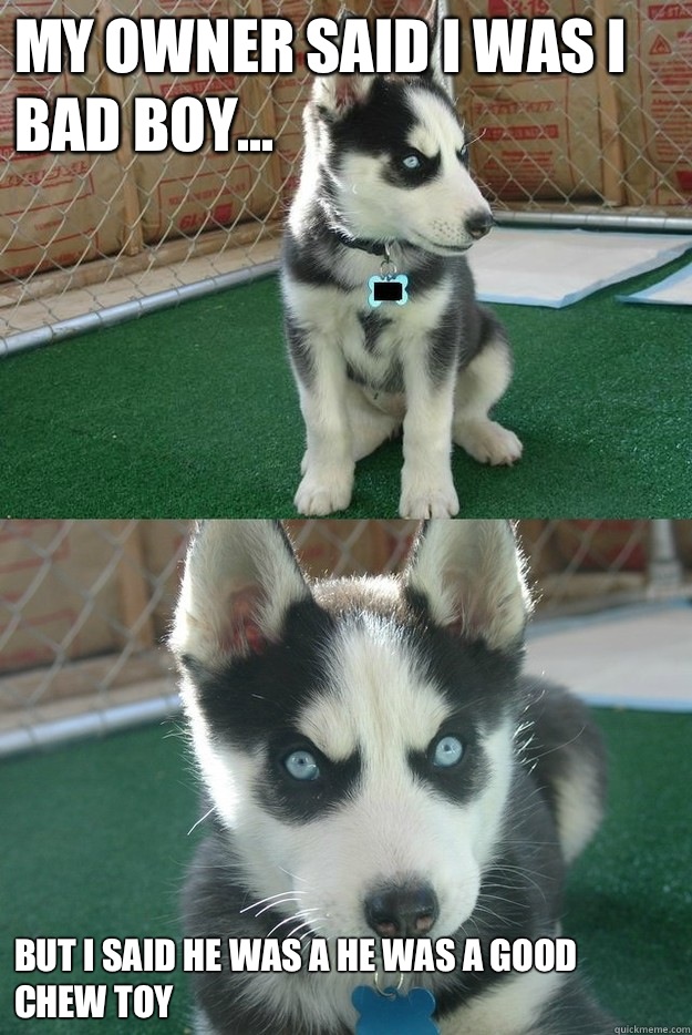 My owner said I was I bad boy... But I said he was a He was a good chew toy  Insanity puppy