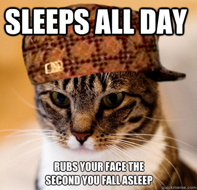 Sleeps all day rubs your face the second you fall asleep   Scumbag Cat
