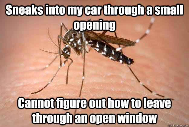 Sneaks into my car through a small opening Cannot figure out how to leave through an open window - Sneaks into my car through a small opening Cannot figure out how to leave through an open window  Master Troll Mosquito