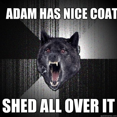 Adam has nice coat SHED ALL OVER IT  Insanity Wolf