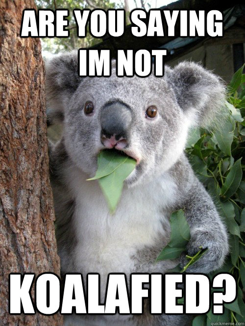are you saying im not koalafied?  koala bear