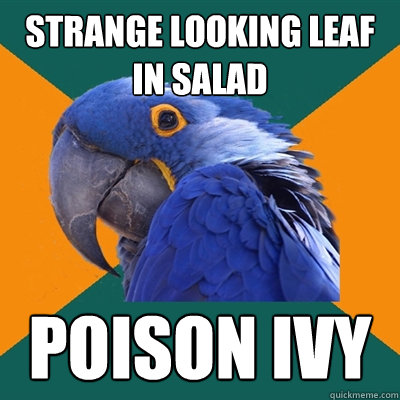 Strange looking leaf in salad Poison ivy  Paranoid Parrot