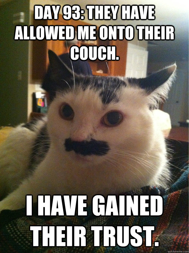 Day 93: They have allowed me onto their couch. I have gained their trust. - Day 93: They have allowed me onto their couch. I have gained their trust.  Undercover Cat