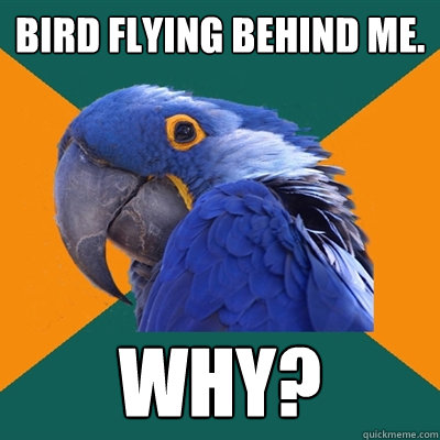 bird flying behind me. Why?  Paranoid Parrot