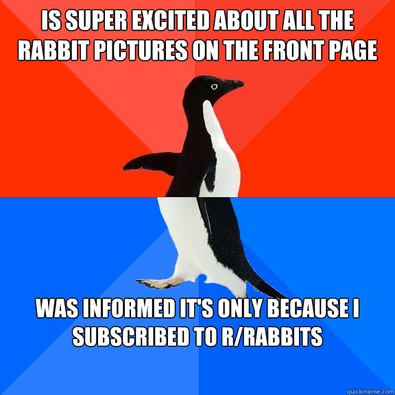 Is super excited about all the rabbit pictures on the front page Was informed it's only because I subscribed to r/rabbits  Socially Awesome Awkward Penguin