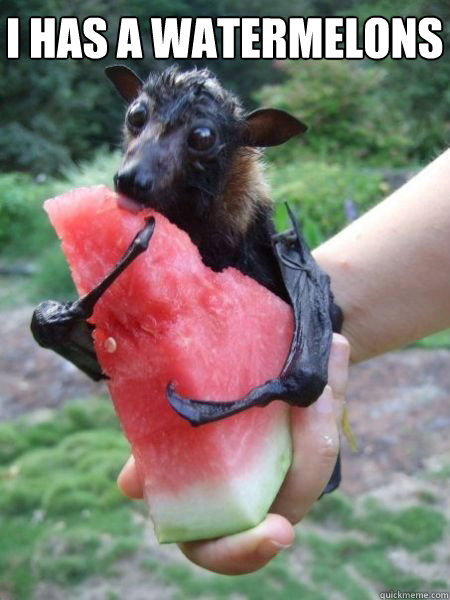 I HAS A WATERMELONS  Fruit bat has a watermelons