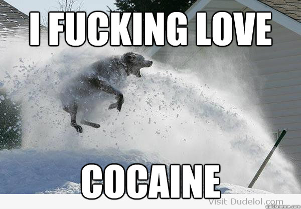 I fucking love cocaine  Cocaine dog