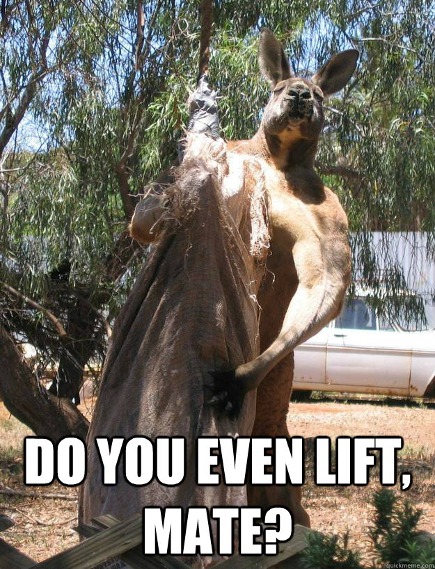 Do you even lift, Mate? -  Do you even lift, Mate?  Strong Kangaroo