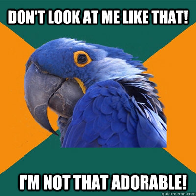 Don't look at me like that! i'm not that adorable!  Paranoid Parrot