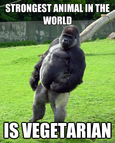 Strongest animal in the world is vegetarian - Strongest animal in the world is vegetarian  Success Gorilla
