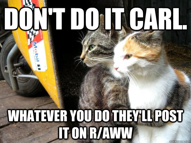 Don't do it Carl. Whatever you do they'll post it on r/aww  Restraining Cat