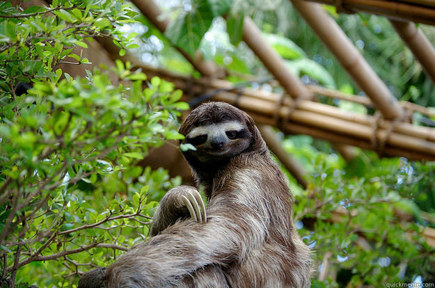  
  Seductive Sloth