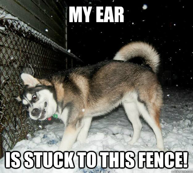 My ear is stuck to this fence!  