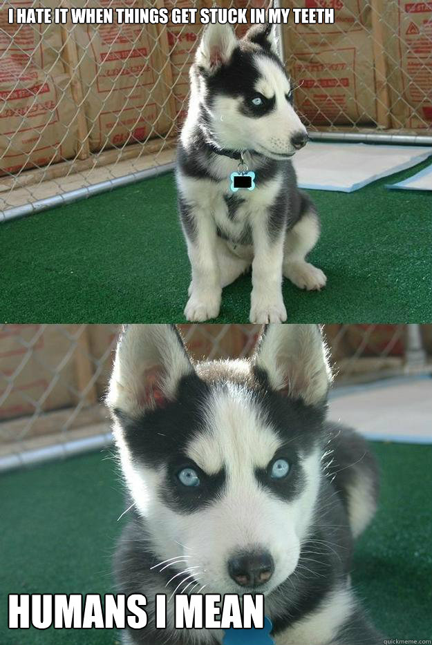 I HATE IT WHEN THINGS GET STUCK IN MY TEETH HUMANS I MEAN  Insanity puppy