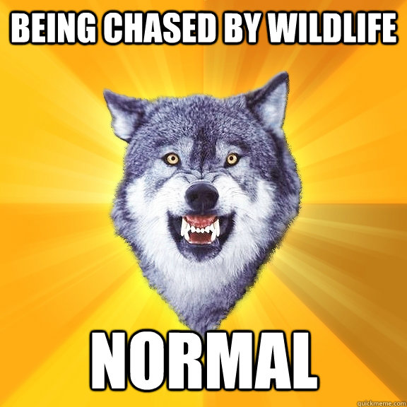 Being chased by wildlife Normal  Courage Wolf