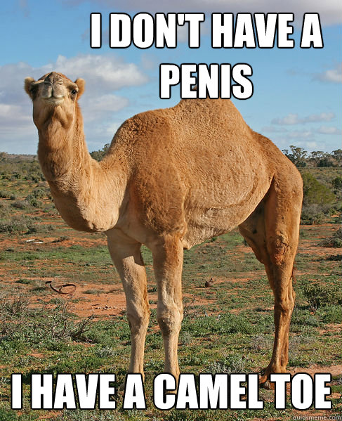I don't have a penis I have a camel toe - I don't have a penis I have a camel toe  Incorrigible Camel