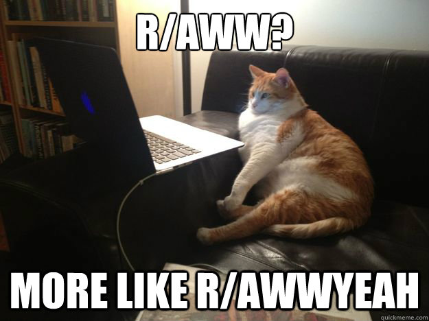R/aww? More like r/awwyeah  vicarious cat