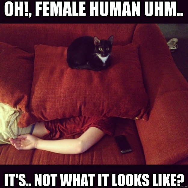 oh!, female human uhm.. it's.. not what it looks like?  jealous cat