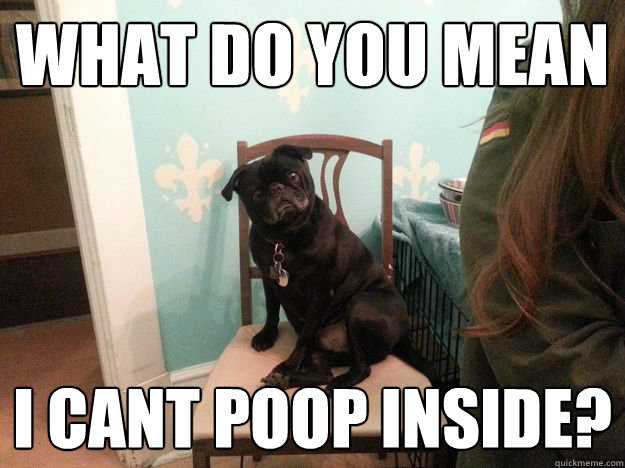 What do you mean I cant poop inside? - What do you mean I cant poop inside?  Surprised pug