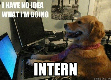  Intern -  Intern  I have no idea what Im doing dog