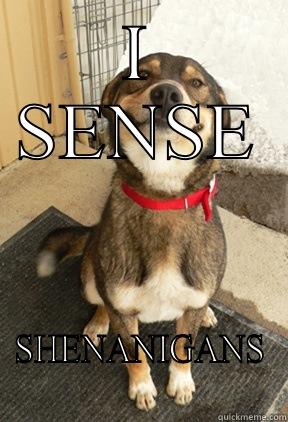 I SENSE SHENANIGANS Good Dog Greg