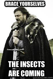 Brace Yourselves The insects are coming - Brace Yourselves The insects are coming  Brace Yourselves