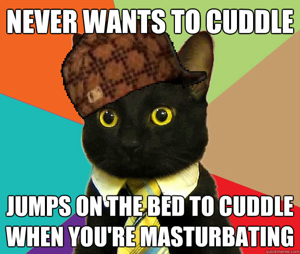 never wants to cuddle jumps on the bed to cuddle when you're masturbating  Scumbag Cat