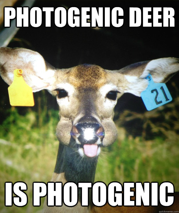Photogenic Deer Is photogenic  Etremely Photogenic Deer