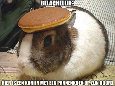 Belachelijk? hier is een konijn met een pannenkoek op zijn hoofd  