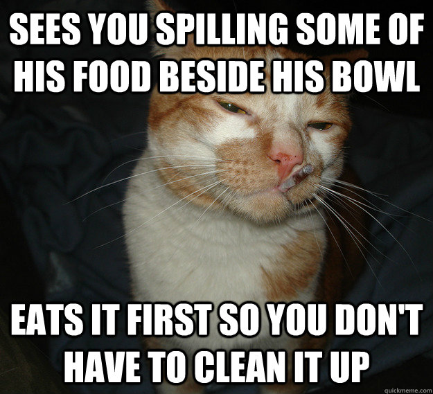 sees you spilling some of his food beside his bowl eats it first so you don't have to clean it up  Cool Cat Craig