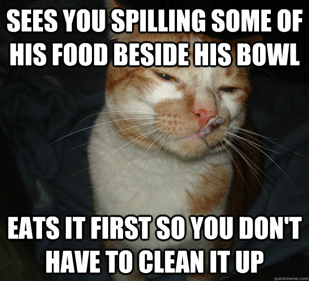 sees you spilling some of his food beside his bowl eats it first so you don't have to clean it up - sees you spilling some of his food beside his bowl eats it first so you don't have to clean it up  Cool Cat Craig