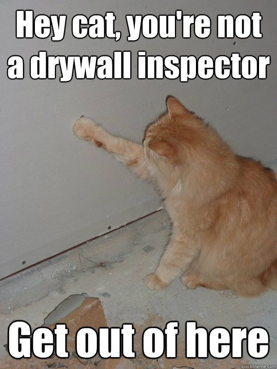 Hey cat, you're not a drywall inspector Get out of here - Hey cat, you're not a drywall inspector Get out of here  Drywall cat