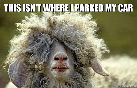 This isn't where i parked my car   Party Sheep