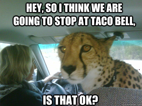 Hey, so I think we are going to stop at taco bell, Is that ok? - Hey, so I think we are going to stop at taco bell, Is that ok?  Chill Cheetah