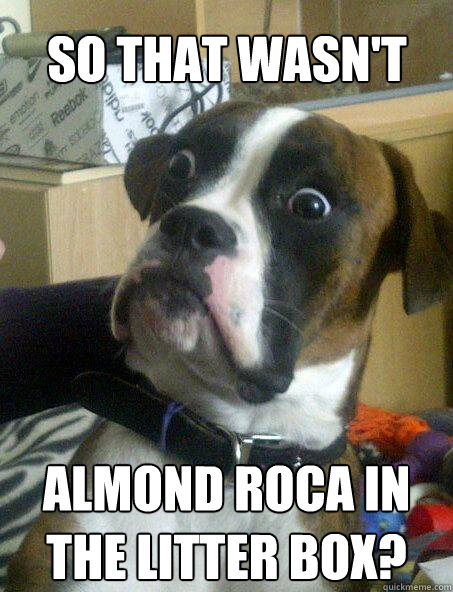 so that wasn't almond roca in the litter box? - so that wasn't almond roca in the litter box?  Baffled boxer