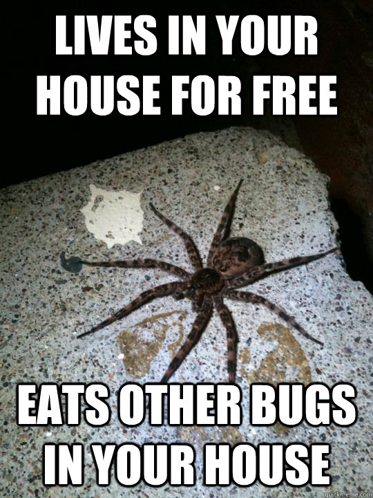 lives in your house for free eats other bugs in your house  