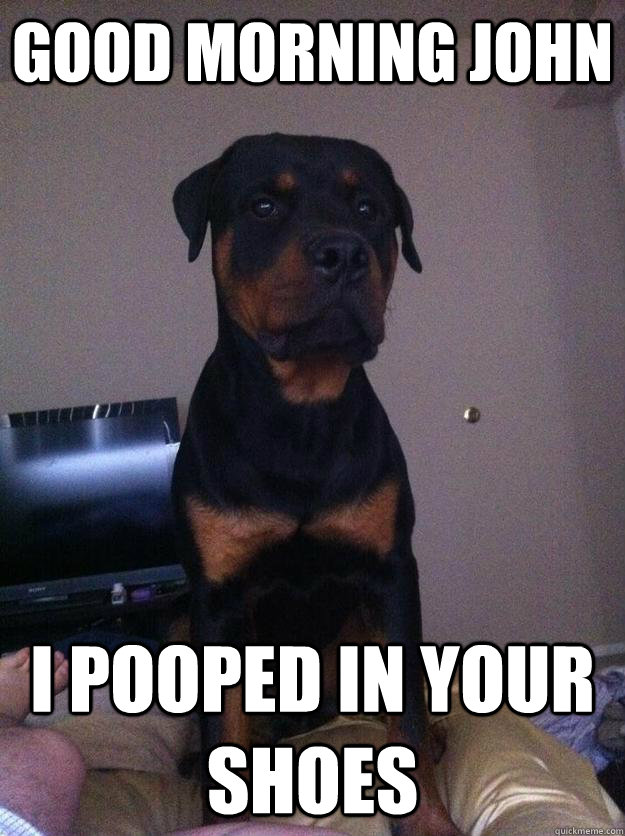GOOD MORNING JOHN I POOPED IN YOUR SHOES - GOOD MORNING JOHN I POOPED IN YOUR SHOES  Harley poop shoes