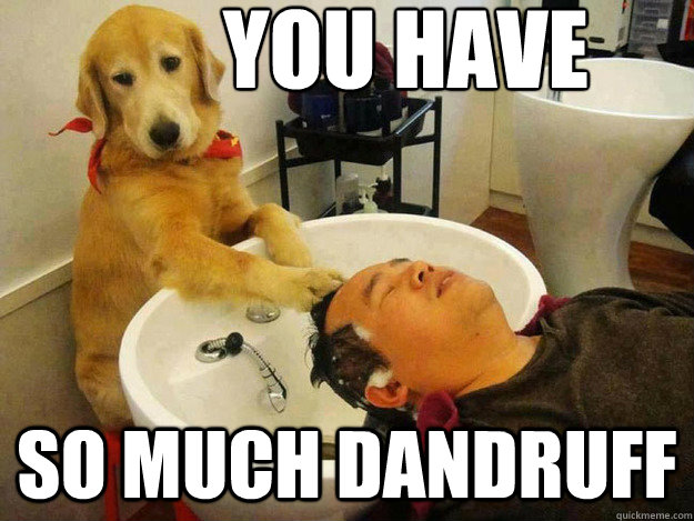you have So much Dandruff - you have So much Dandruff  Barber Dog