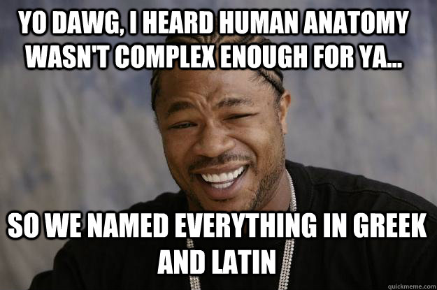 Yo Dawg, I heard Human Anatomy Wasn't Complex Enough for ya... So we named everything in greek and latin - Yo Dawg, I heard Human Anatomy Wasn't Complex Enough for ya... So we named everything in greek and latin  Xzibit meme