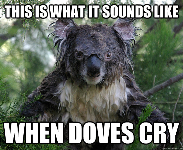 This is what it sounds like When doves cry - This is what it sounds like When doves cry  Koala madness