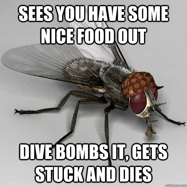 sees you have some nice food out dive bombs it, gets stuck and dies  Scumbag Fly