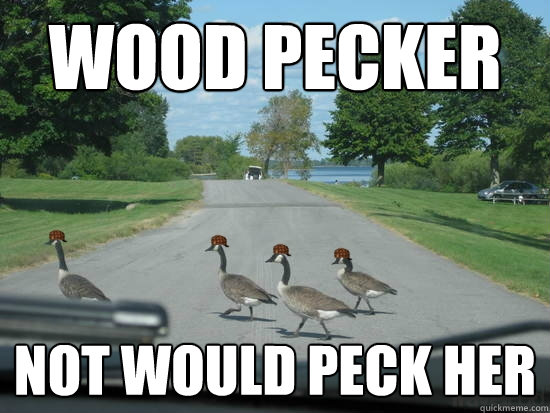 WOOD PECKER NOT WOULD PECK HER  Scumbag Geese