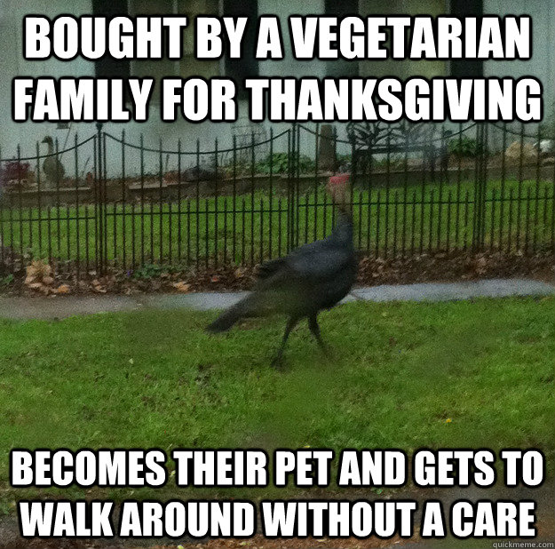 Bought by a vegetarian family for thanksgiving becomes their pet and gets to walk around without a care - Bought by a vegetarian family for thanksgiving becomes their pet and gets to walk around without a care  Town Turkey