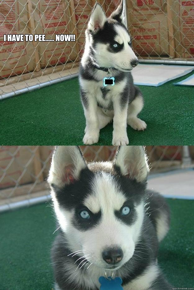 I have to pee...... NOW!!   Insanity puppy