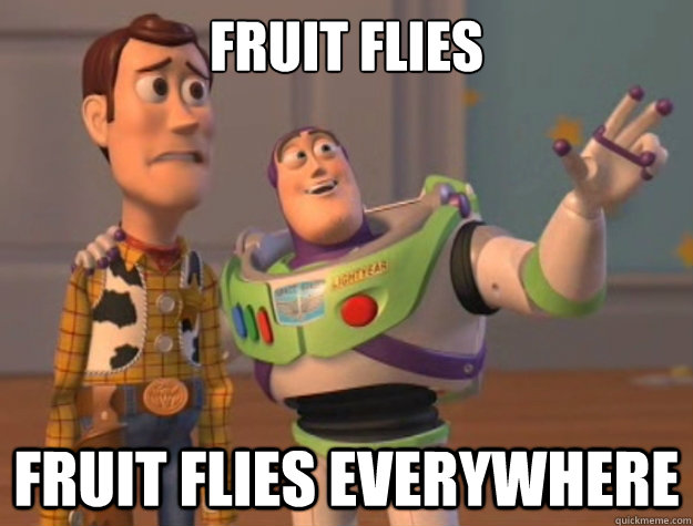 Fruit flies  Fruit flies everywhere  Sunburns Everywhere
