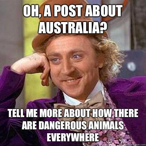 Oh, a post about Australia?  Tell me more about how there are dangerous animals everywhere - Oh, a post about Australia?  Tell me more about how there are dangerous animals everywhere  Condecending Wonka