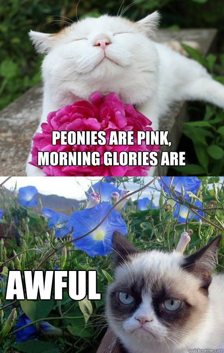 peonies are pink,
morning glories are awful - peonies are pink,
morning glories are awful  Grumpy Cat w happier cat and flowers