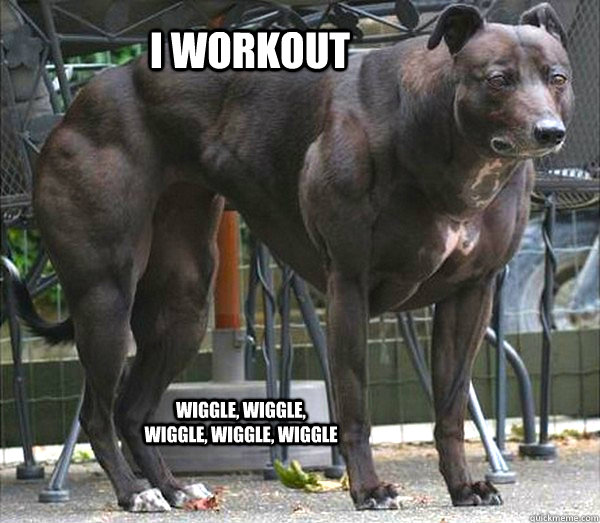 i workout wiggle, wiggle, wiggle, wiggle, wiggle - i workout wiggle, wiggle, wiggle, wiggle, wiggle  Wendy, the Schwarzenegger Bully Whippet Dog.
